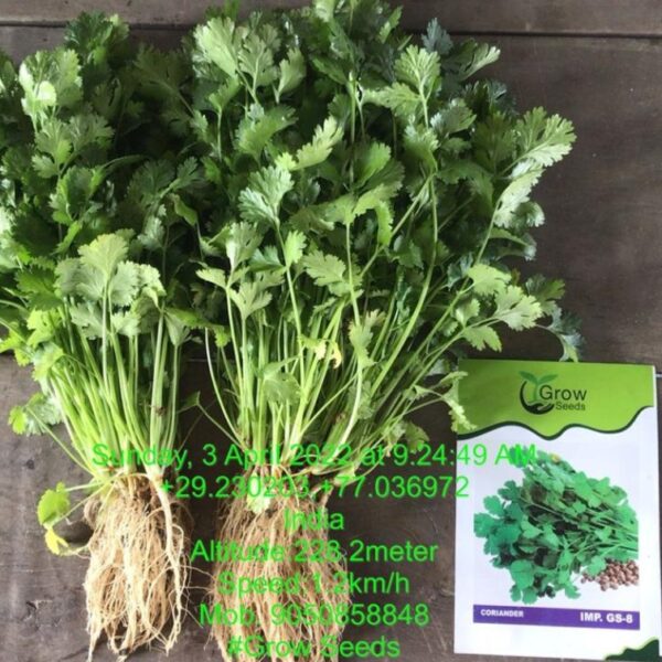 IMP Coriander (Dhaniya)
