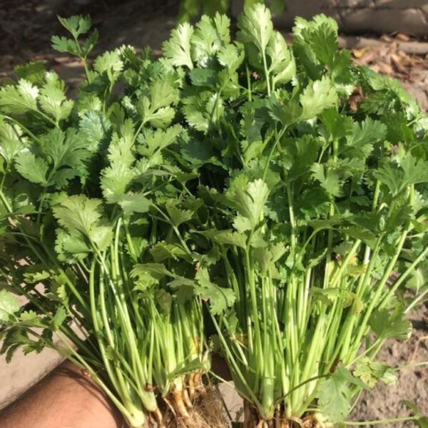 IMP Coriander (Dhaniya)