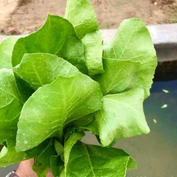 Spinach (Palak All Green)