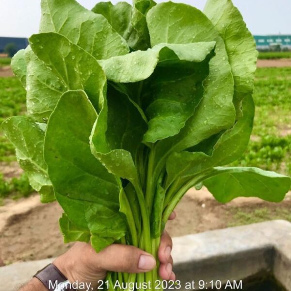 Spinach (Palak All Green)