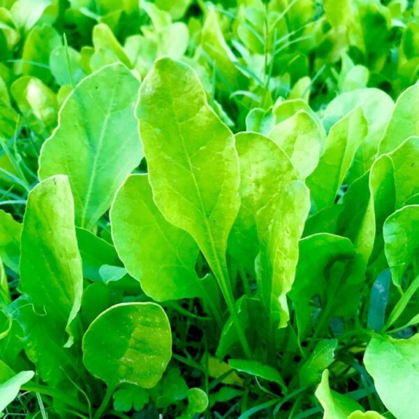 Spinach (Palak All Green)