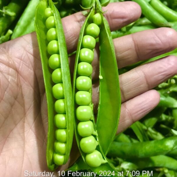 Peas (Matar)