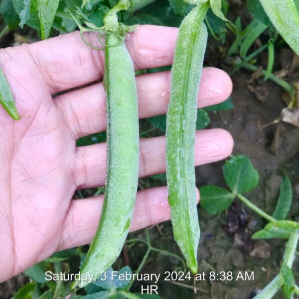 Peas (Matar)