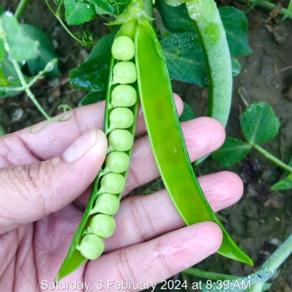 Peas (Matar)