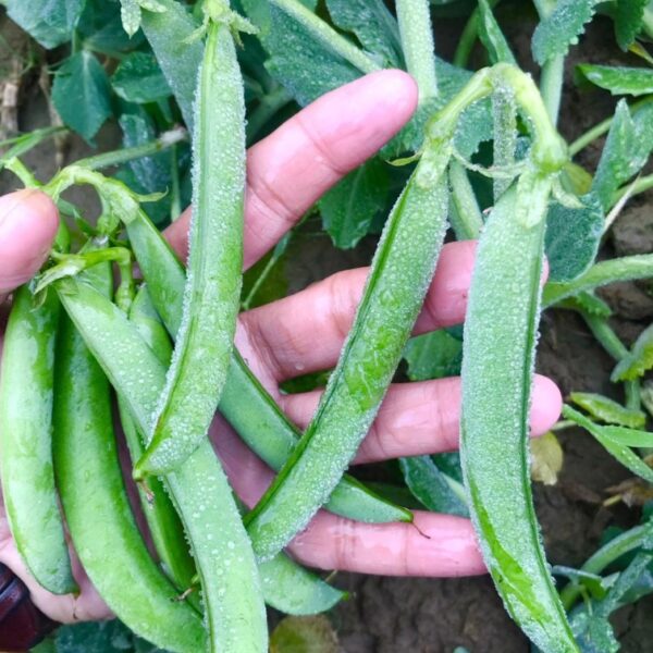 Peas (Matar)
