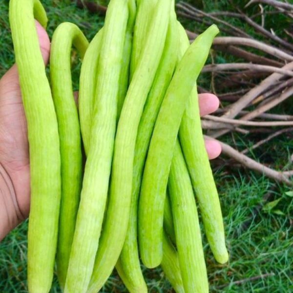 Long Melon (Kakri)
