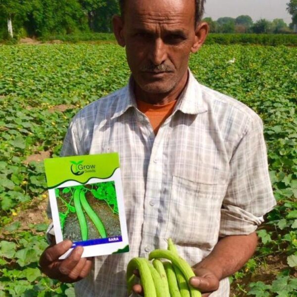 Long Melon (Kakri)