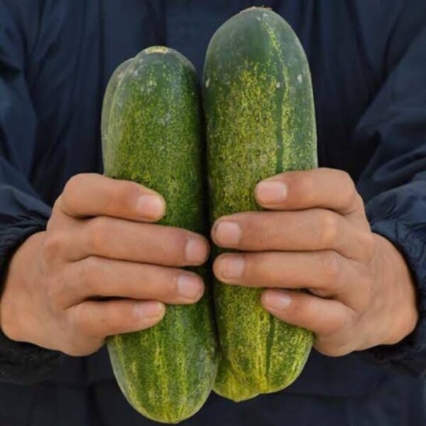 Cucumber