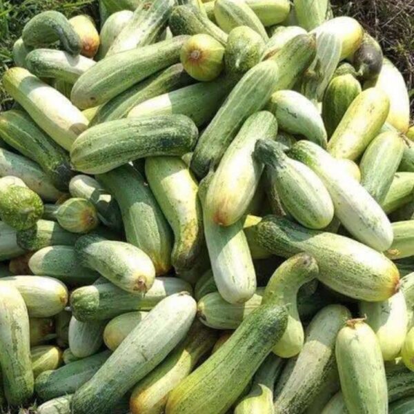 Cucumber