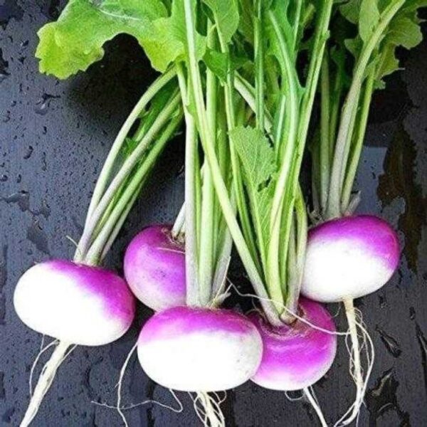 Turnip