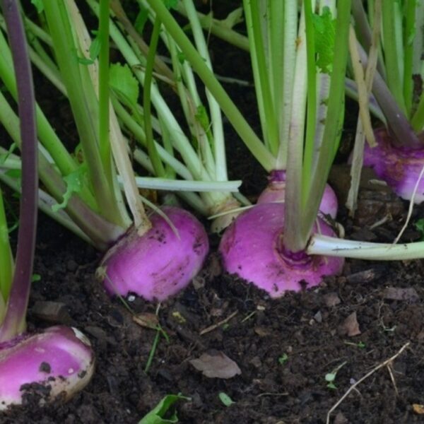 Turnip