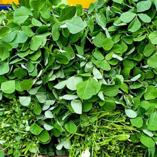 Methi