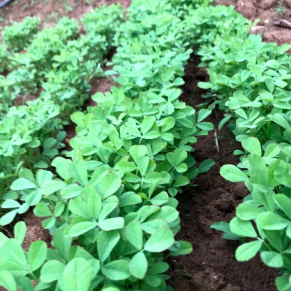 Methi