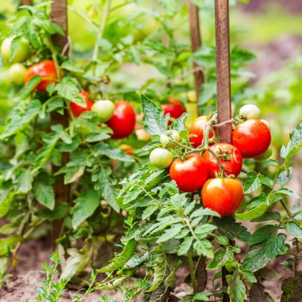 Tomato