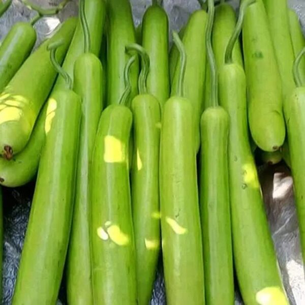 Bottle Gourd