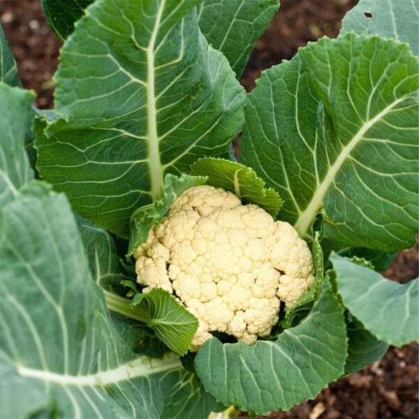 Cauliflower