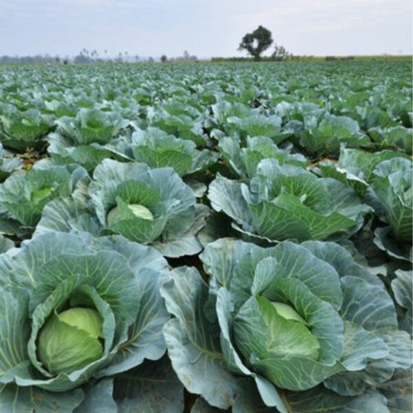 Cabbage