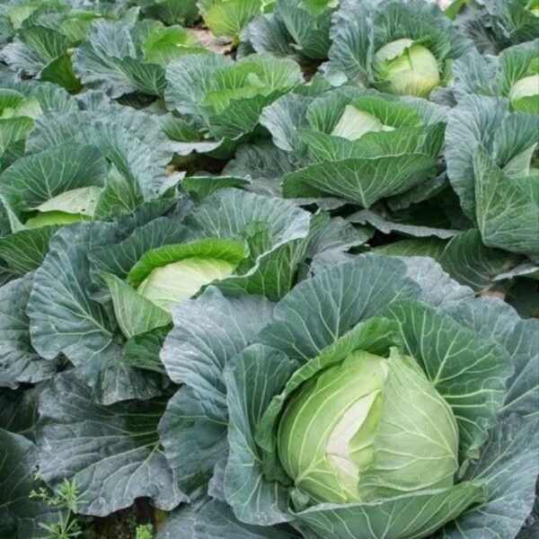 Cabbage