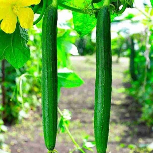 Sponge Gourd