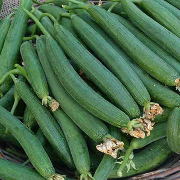 Sponge Gourd
