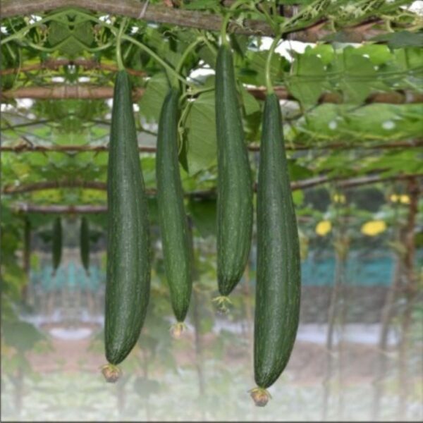 Sponge Gourd